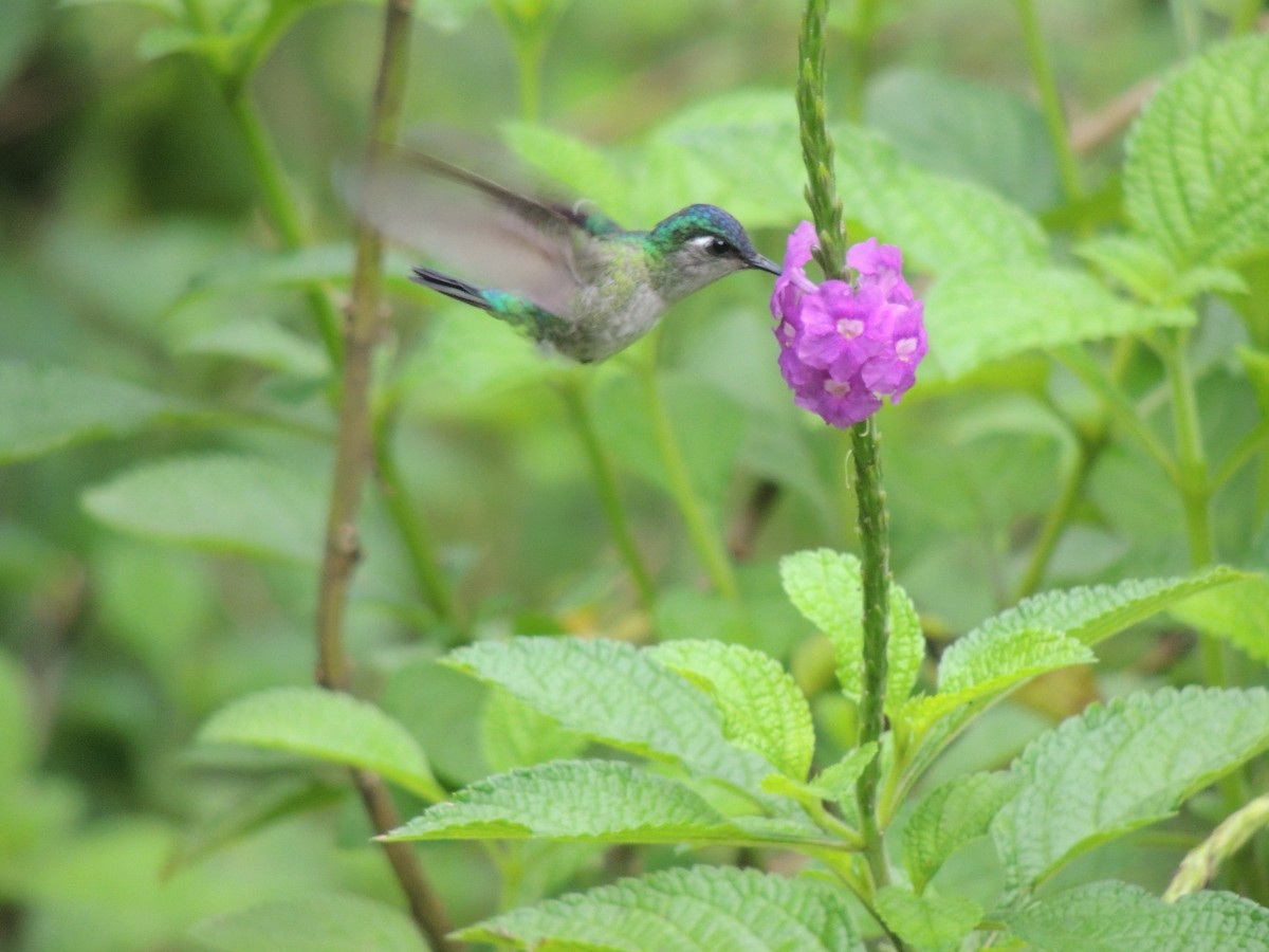 Colibrí Cabeciazul - ML619580113