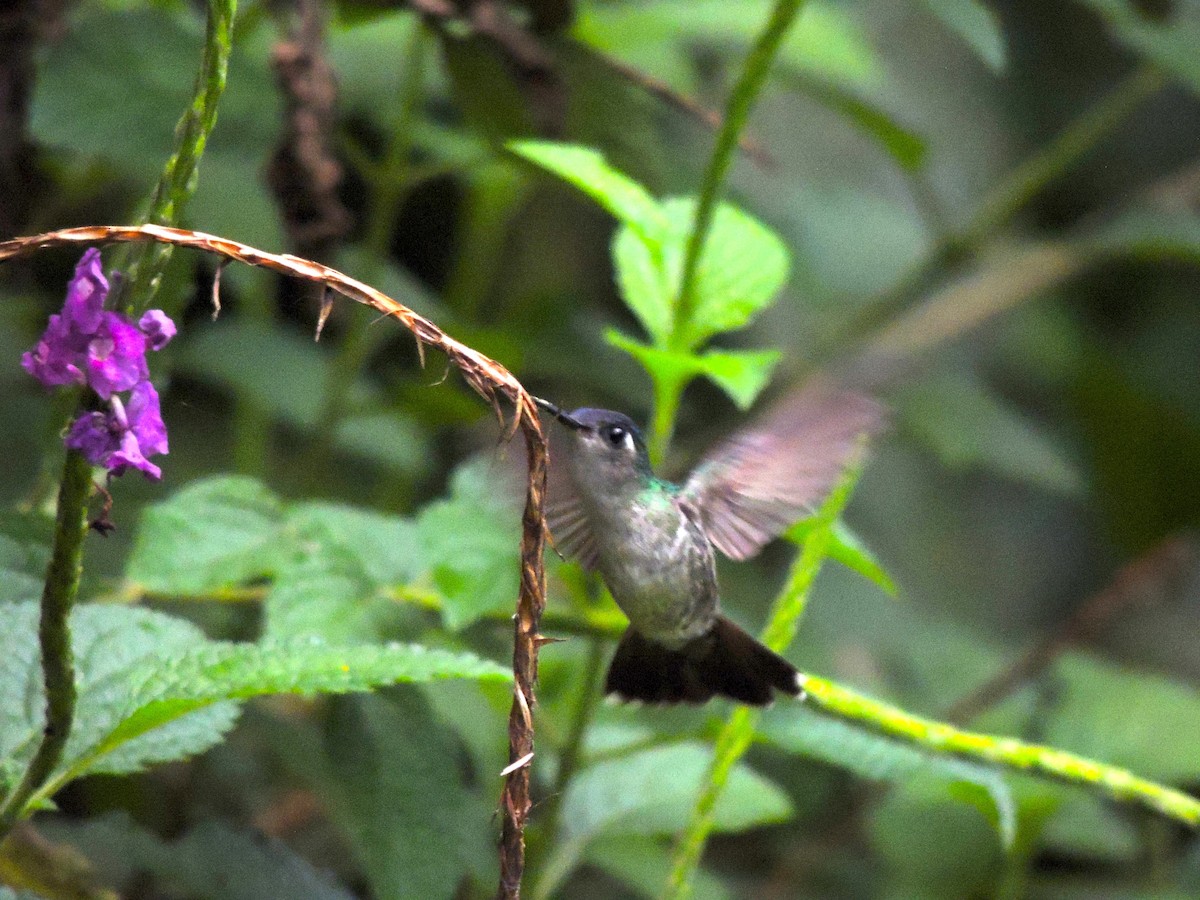 Violet-headed Hummingbird - Roger Lambert