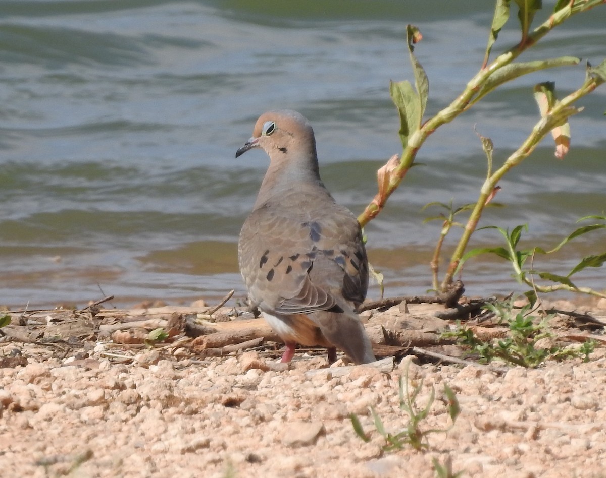 Mourning Dove - Carolyn Hinkle