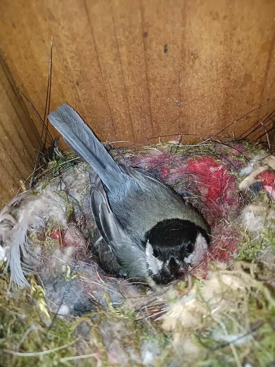 Great Tit - Pep Cantó