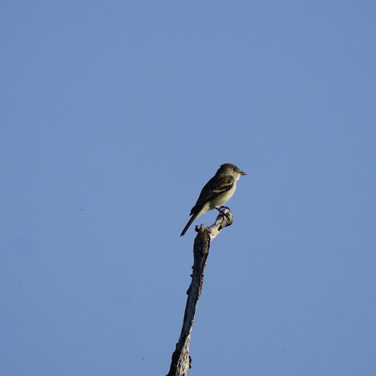 Willow Flycatcher - Joe Weisbord