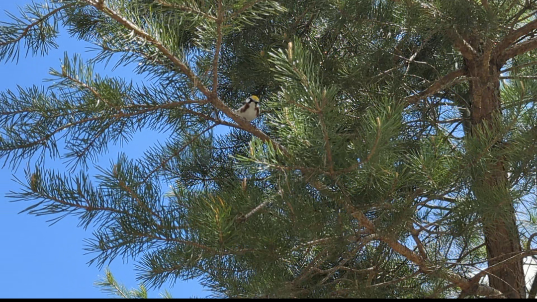 Chestnut-sided Warbler - ML619580124