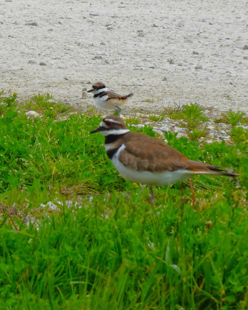 Killdeer - ML619580125