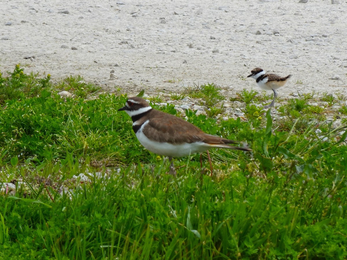 Killdeer - ami horowitz