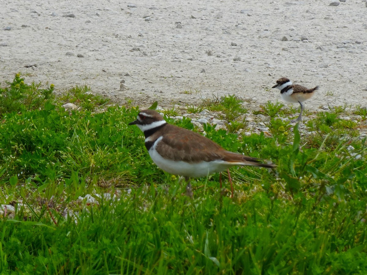 Killdeer - ami horowitz