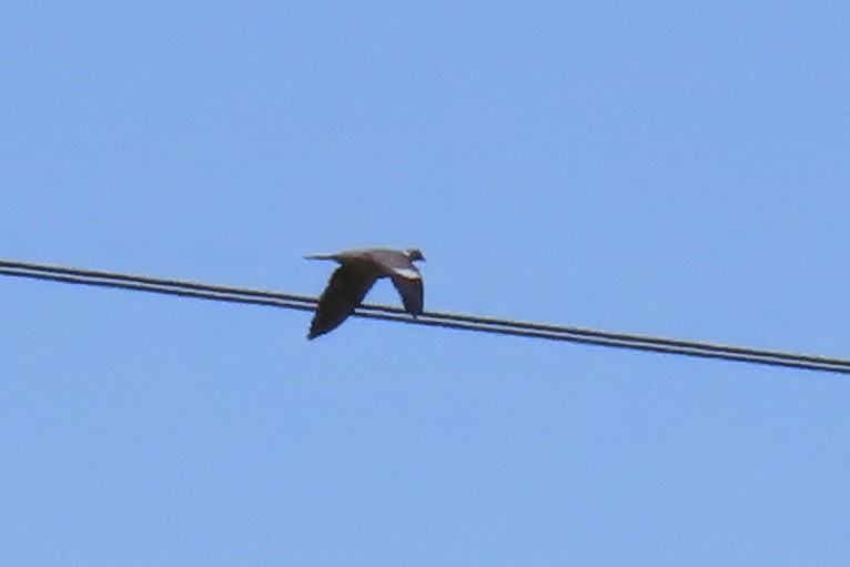 Common Wood-Pigeon - Анастасия Алексеева