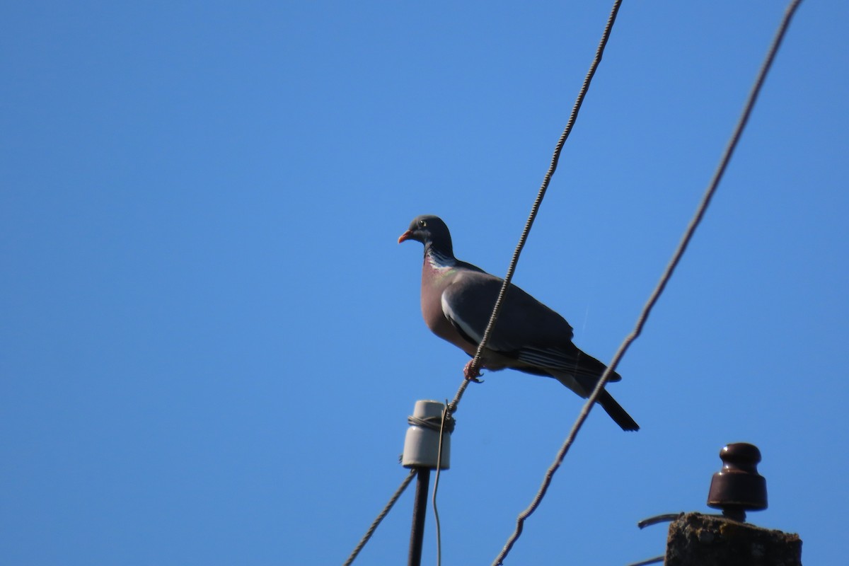 Common Wood-Pigeon - Анастасия Алексеева