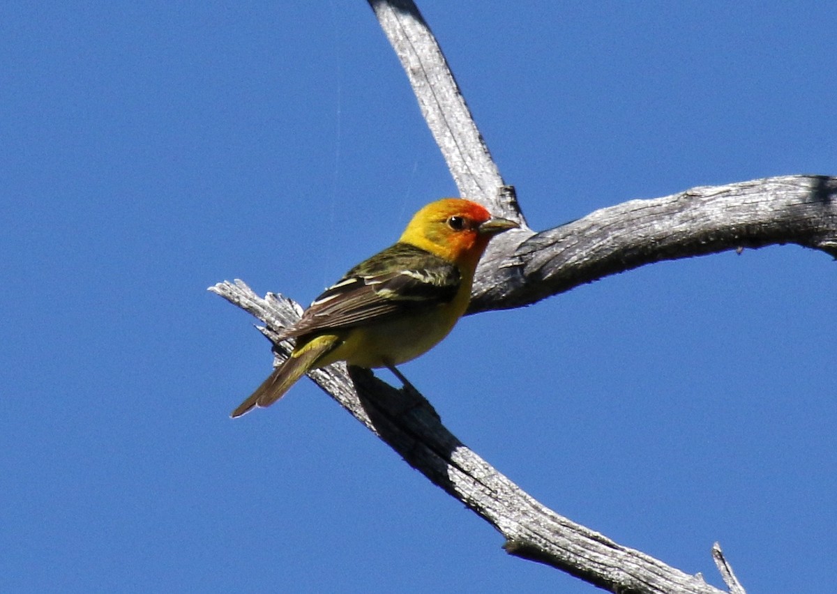 Western Tanager - ML619580144