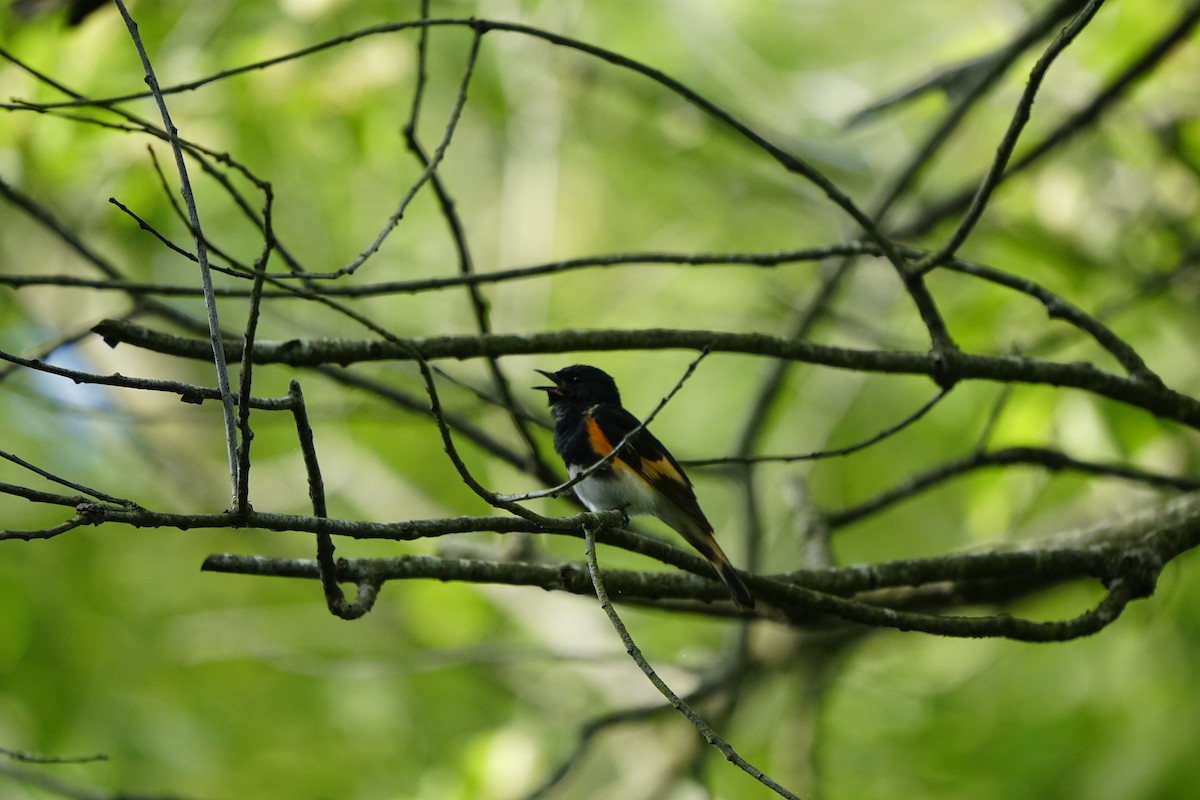 American Redstart - ML619580152