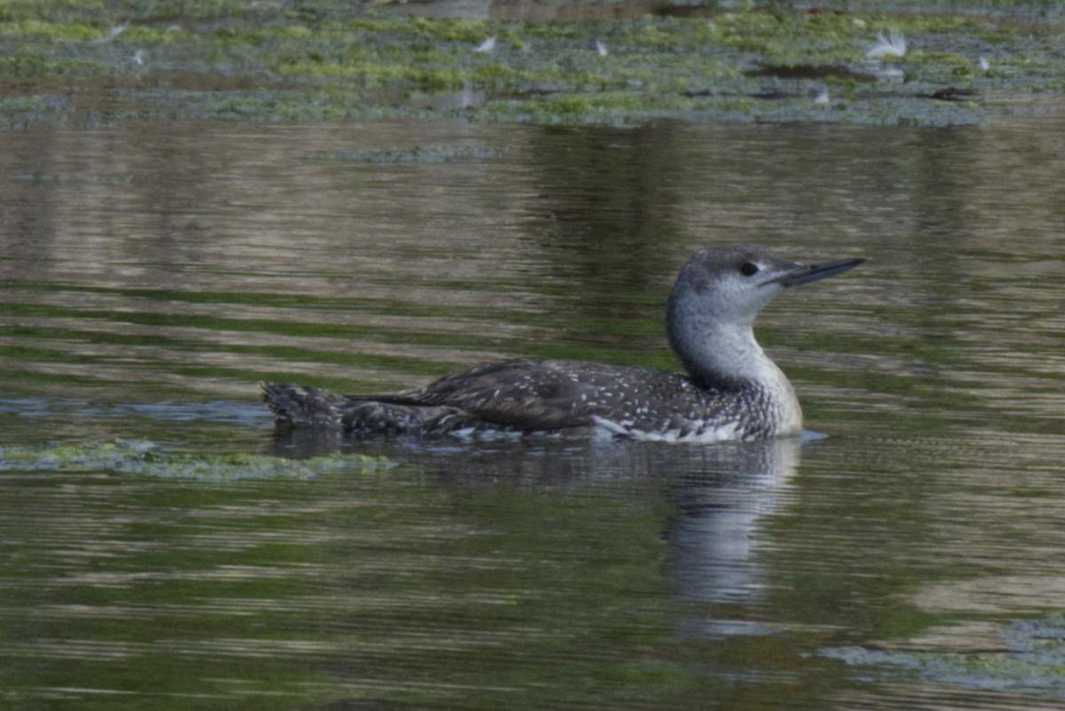Red-throated Loon - ML619580160