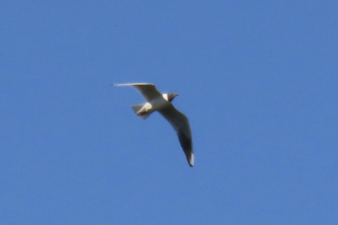 Black-headed Gull - Анастасия Алексеева