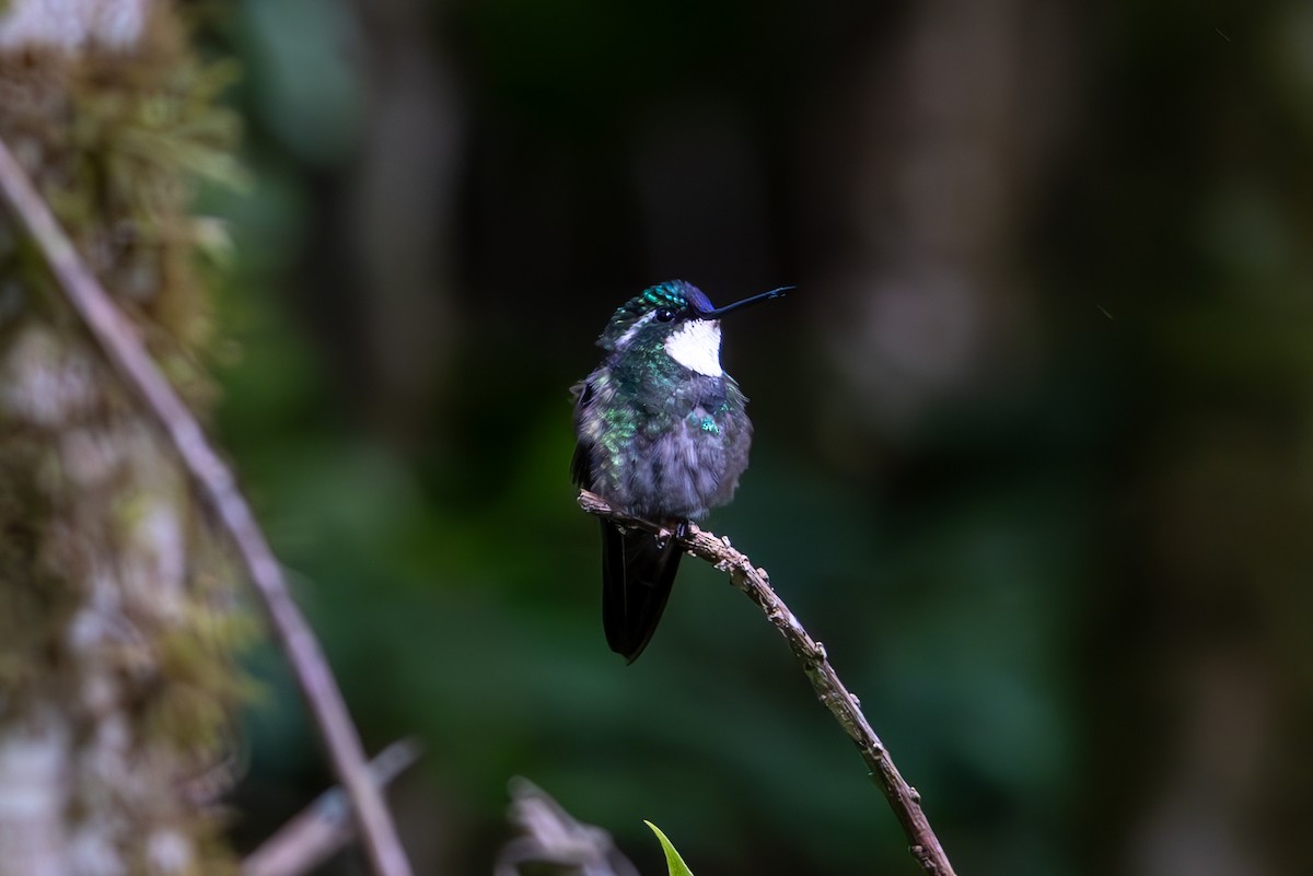 White-throated Mountain-gem - ML619580166