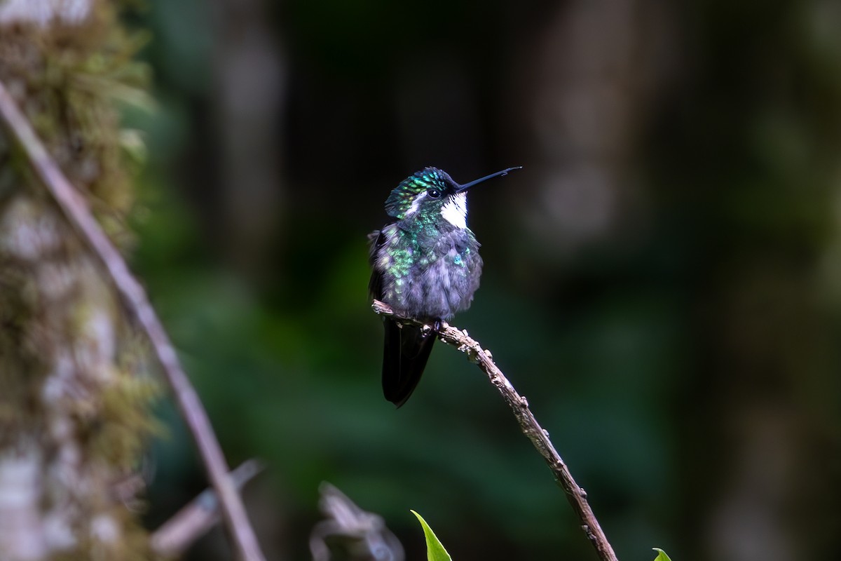 White-throated Mountain-gem - Mason Flint