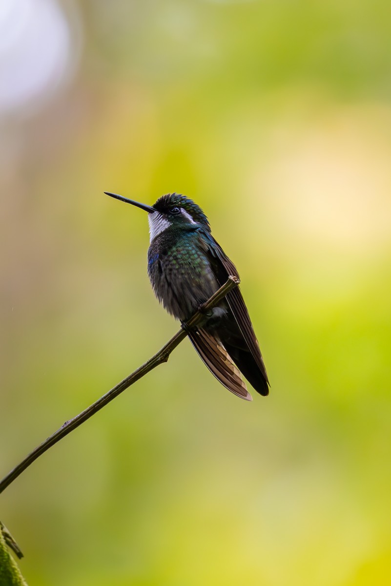 White-throated Mountain-gem - ML619580169