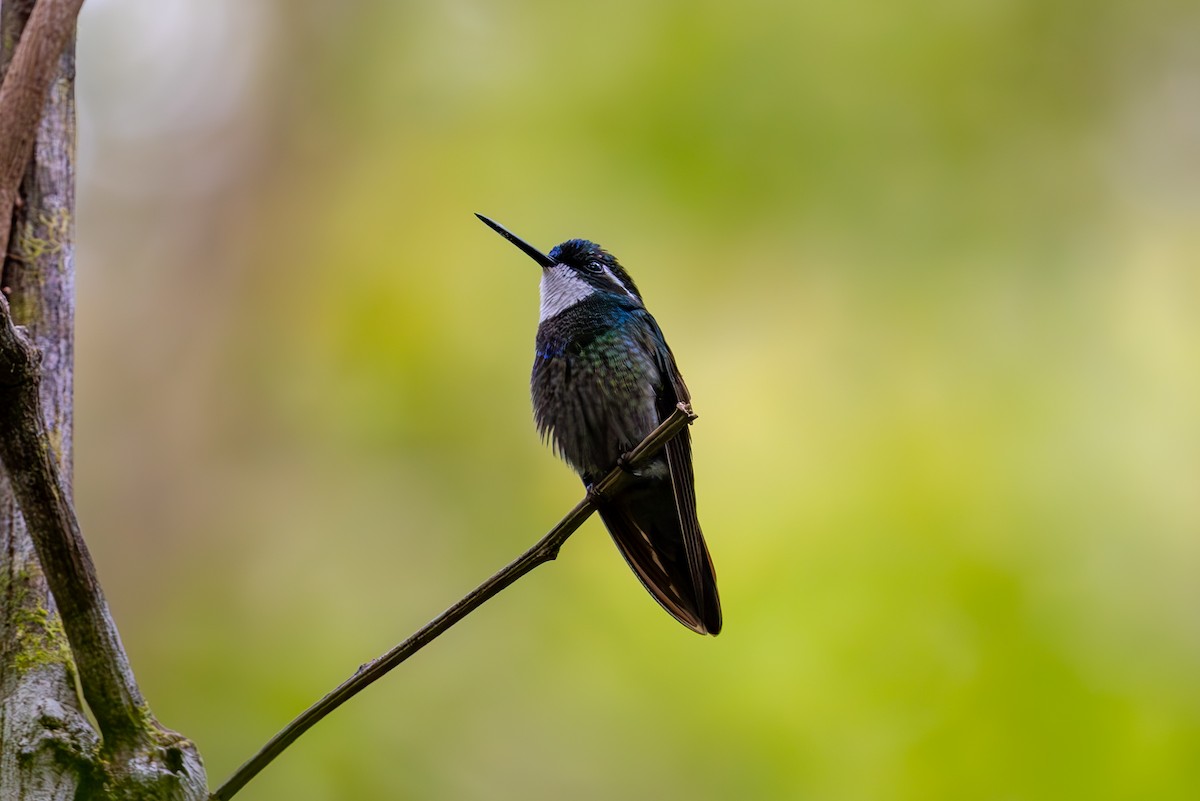 White-throated Mountain-gem - Mason Flint