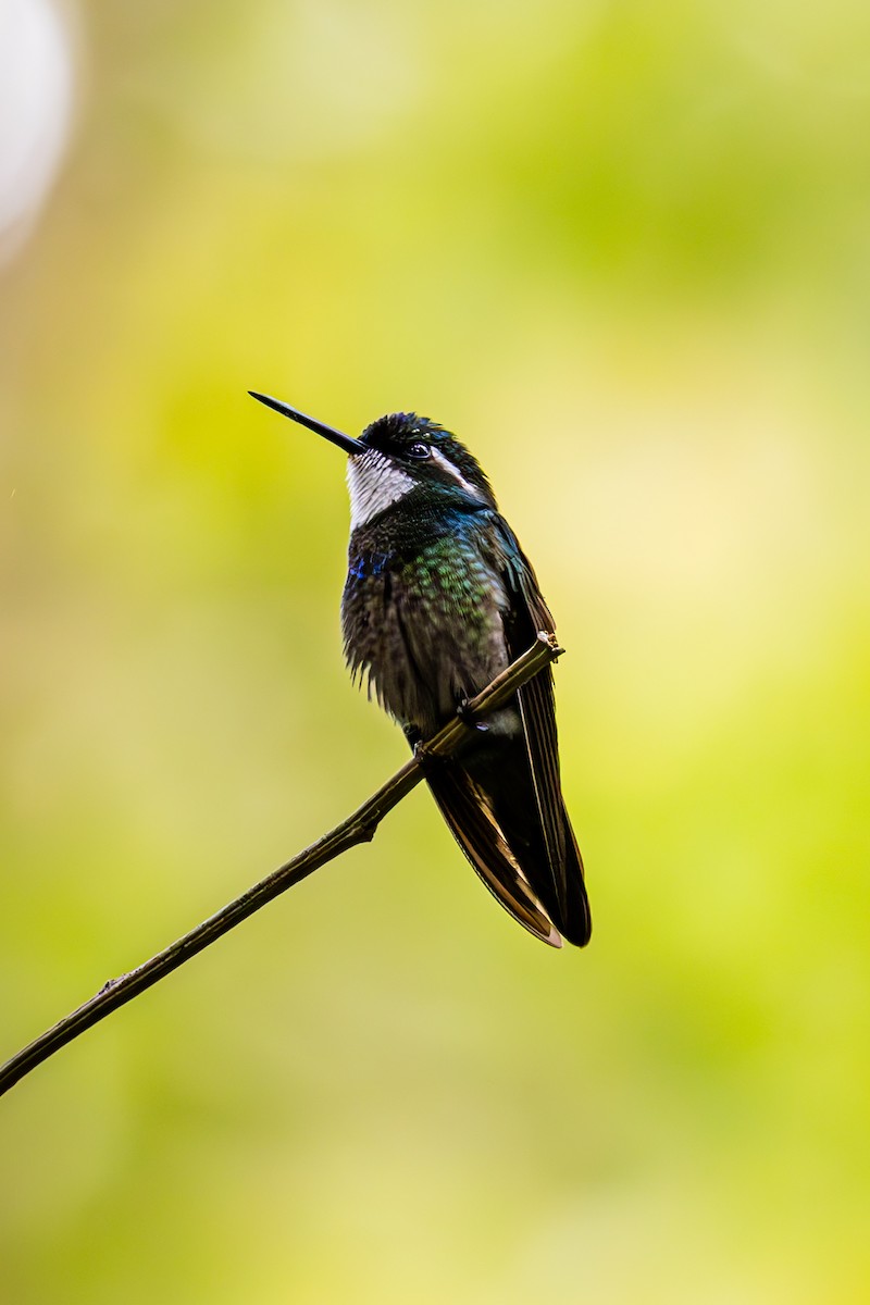 White-throated Mountain-gem - Mason Flint