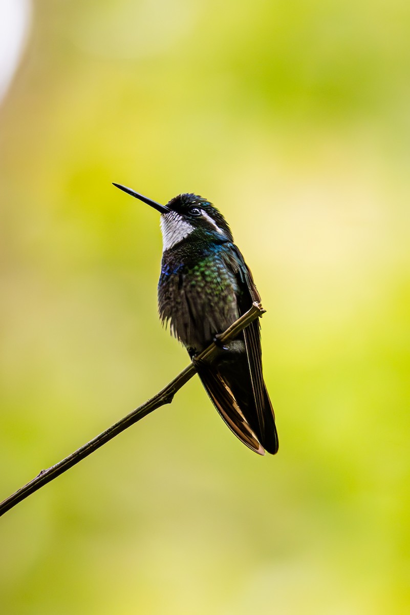 White-throated Mountain-gem - ML619580175