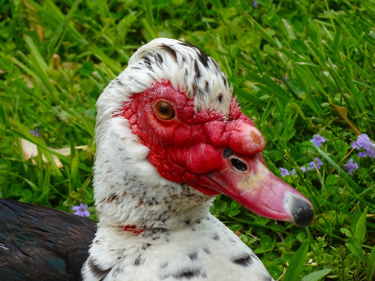 Muscovy Duck (Domestic type) - ami horowitz