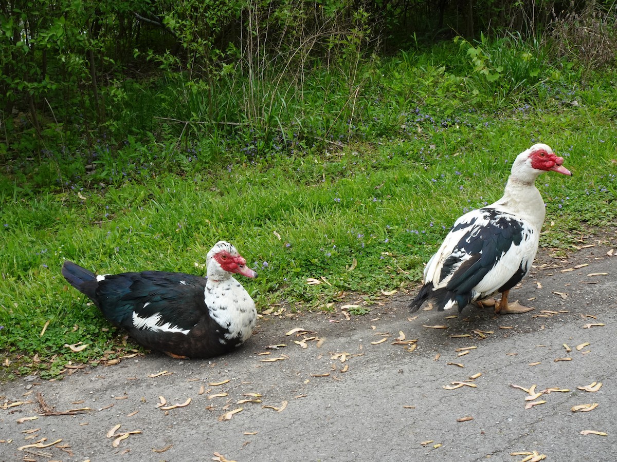 Muscovy Duck (Domestic type) - ML619580181