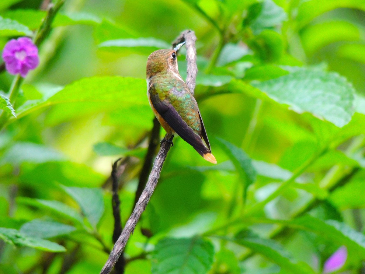 Scintillant Hummingbird - Roger Lambert