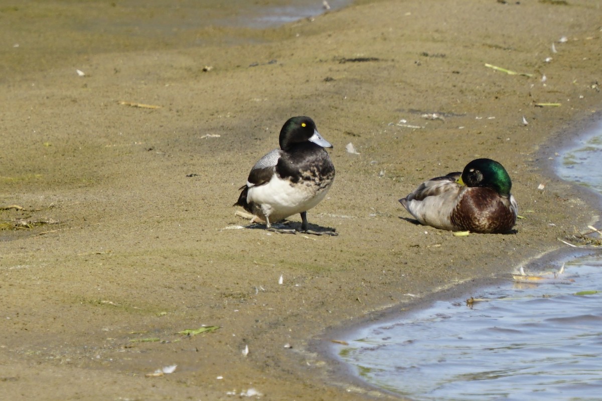 Greater Scaup - Joe Weisbord