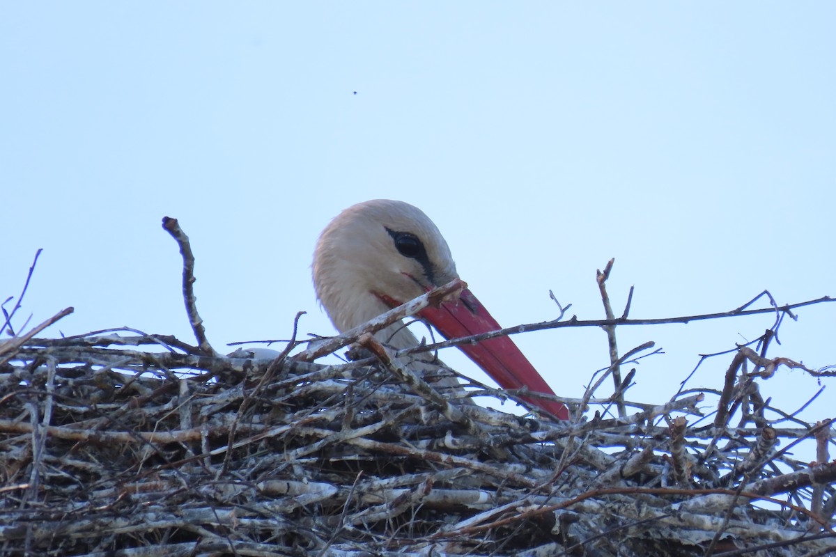 White Stork - Анастасия Алексеева