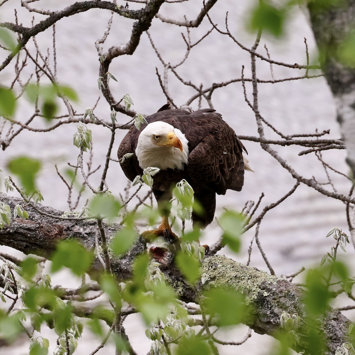 Bald Eagle - Lee Anne Beausang