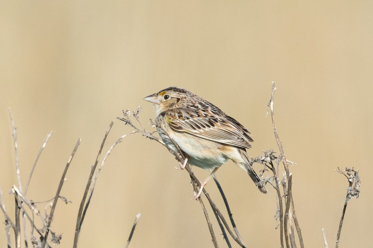 Grasshopper Sparrow - Keith Bowers