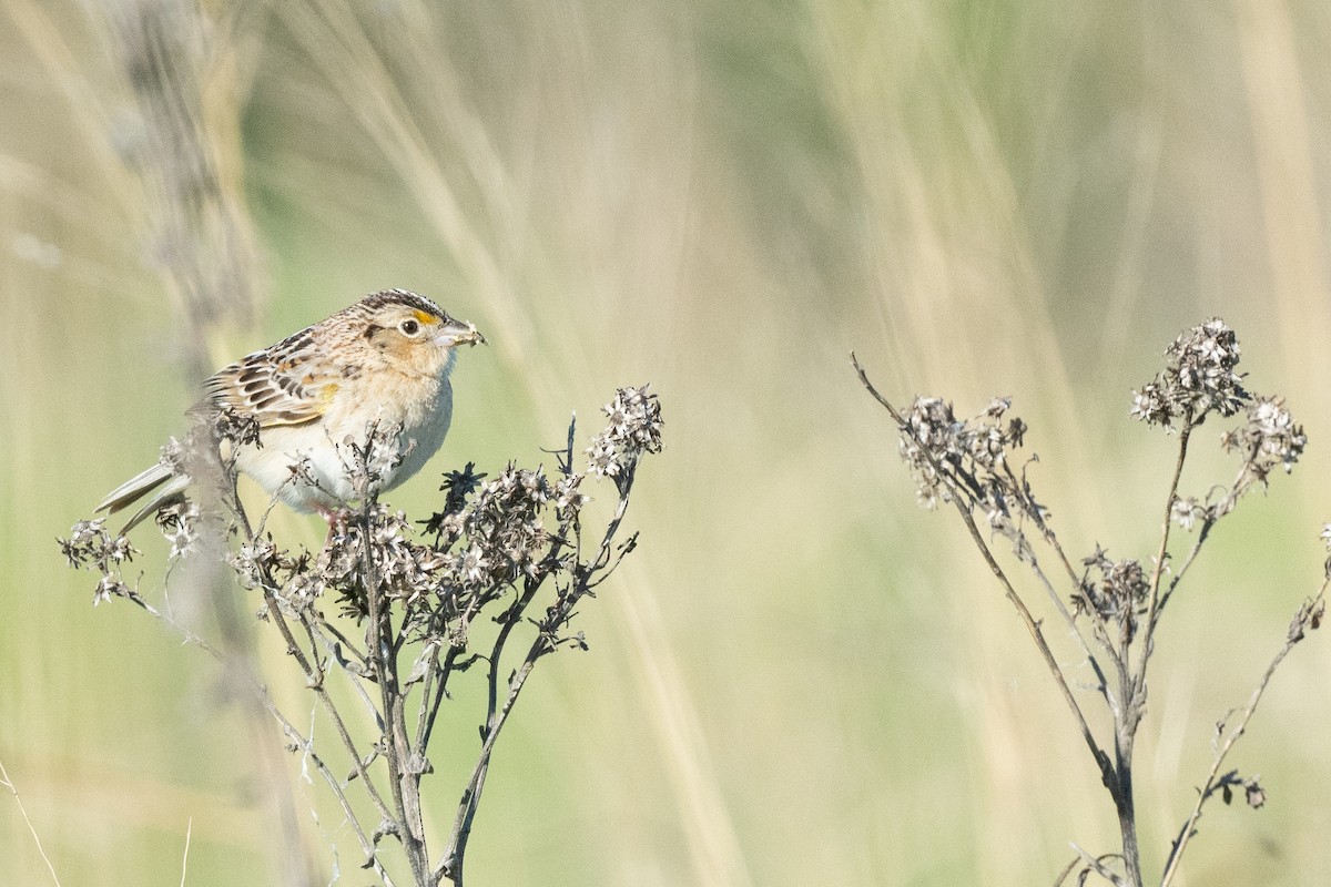 Grasshopper Sparrow - Keith Bowers