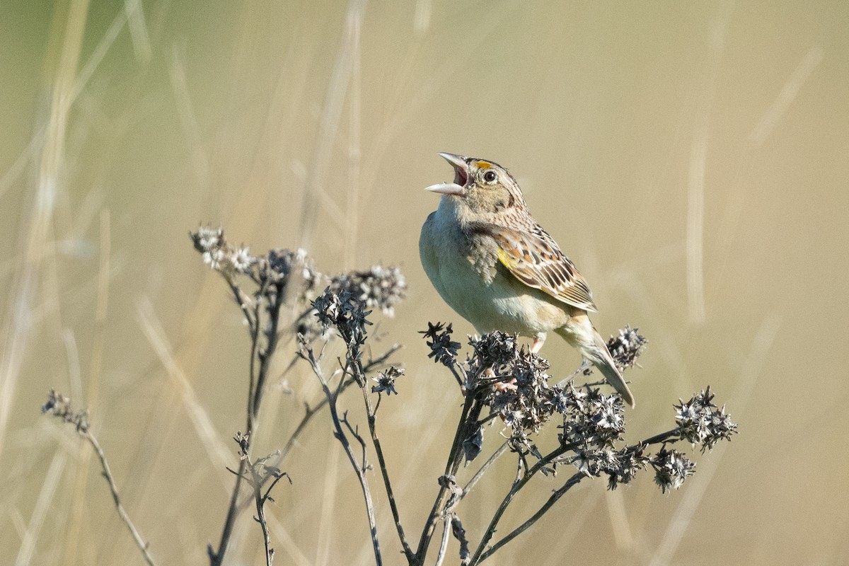 Grasshopper Sparrow - Keith Bowers