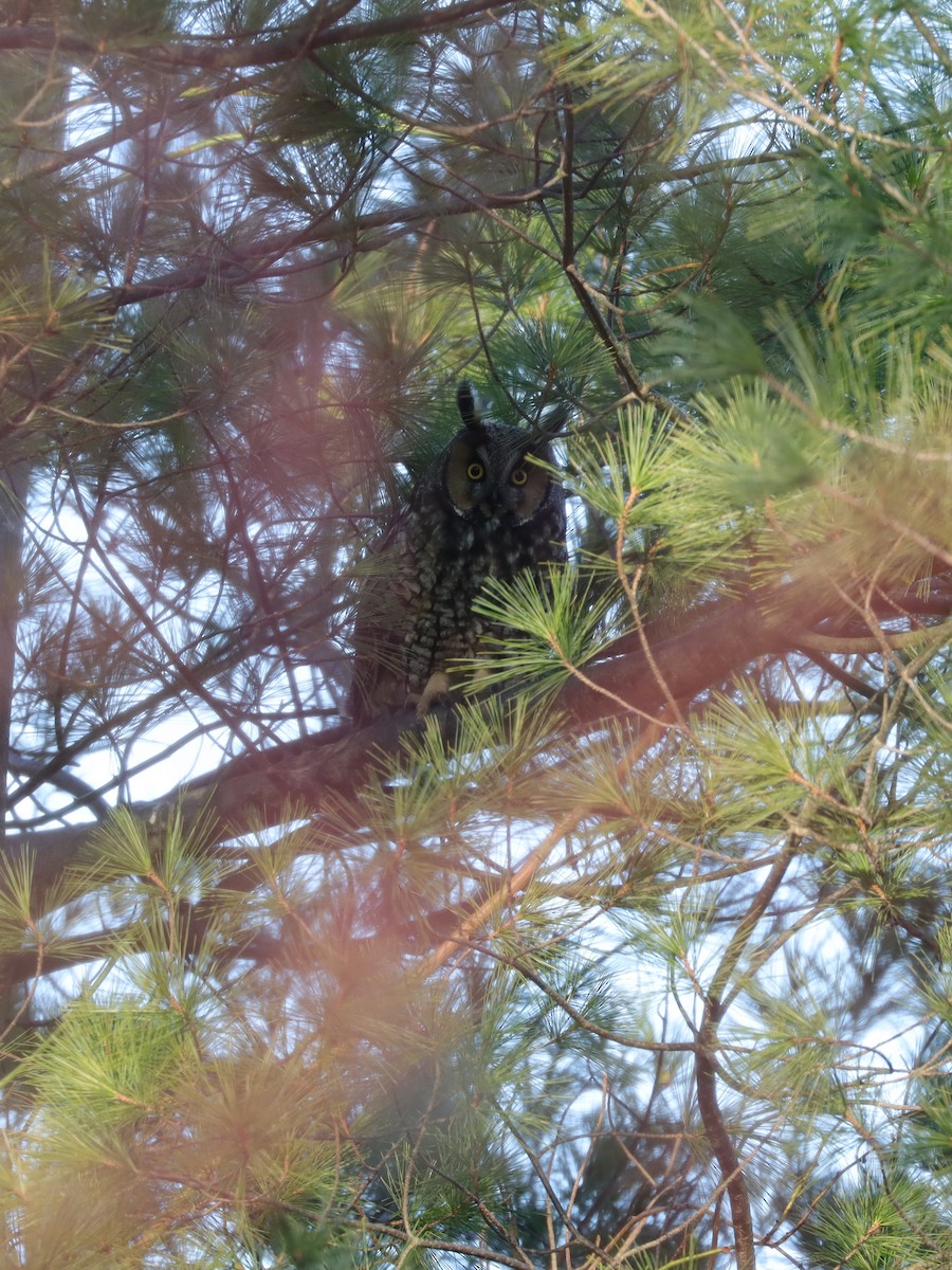 Long-eared Owl - Jim Miles