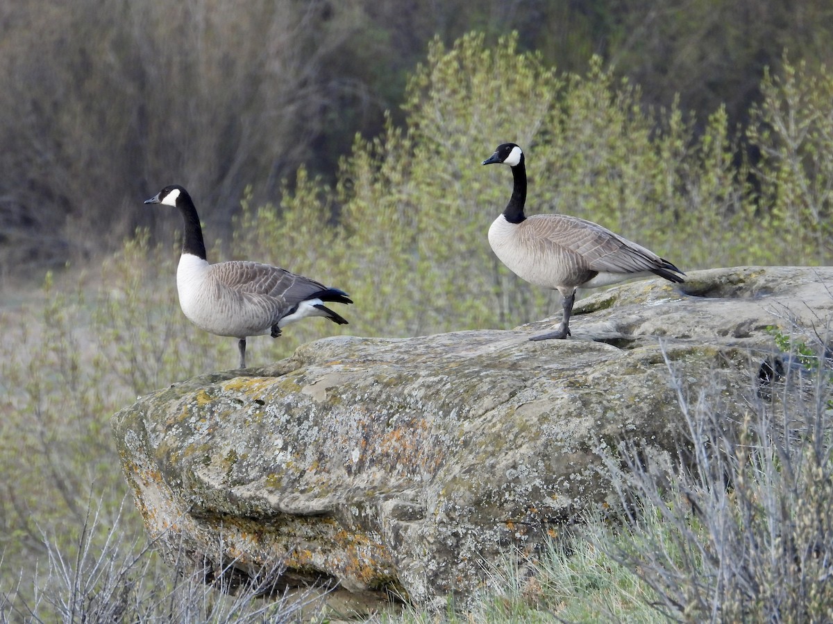 Canada Goose - ML619580202