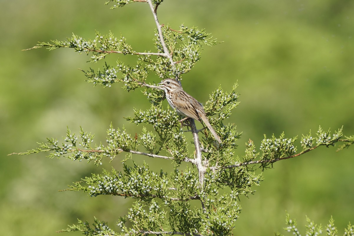 Song Sparrow - ML619580206