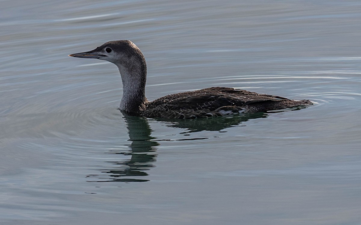Red-throated Loon - Christine Jacobs