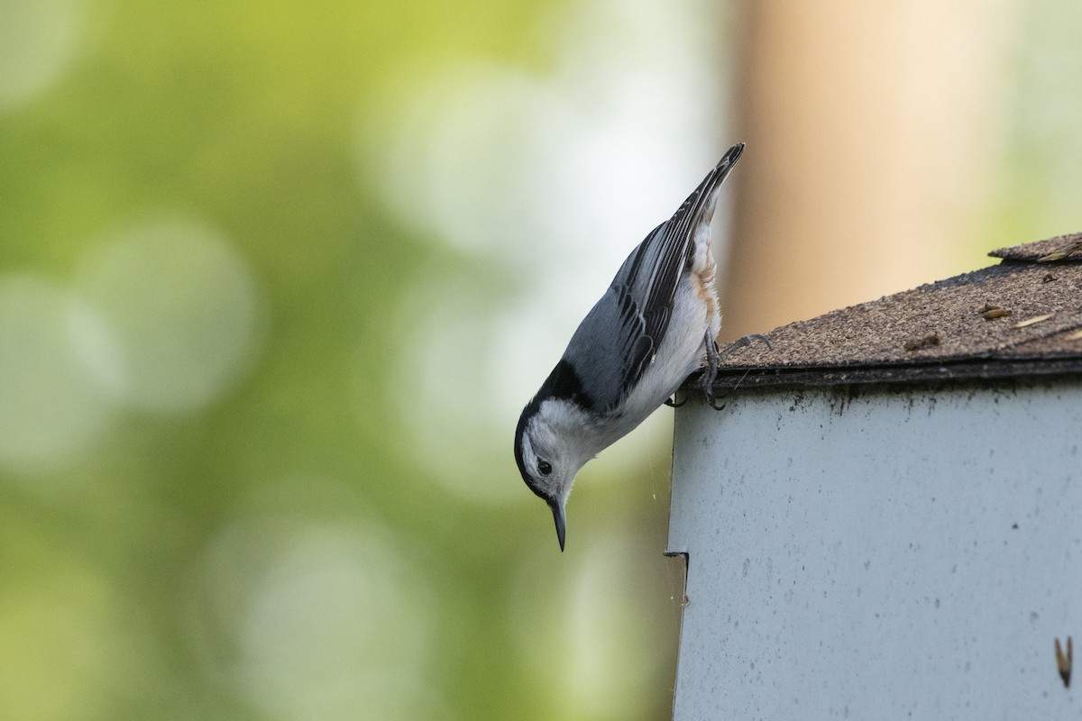 White-breasted Nuthatch - Kyle Nelson