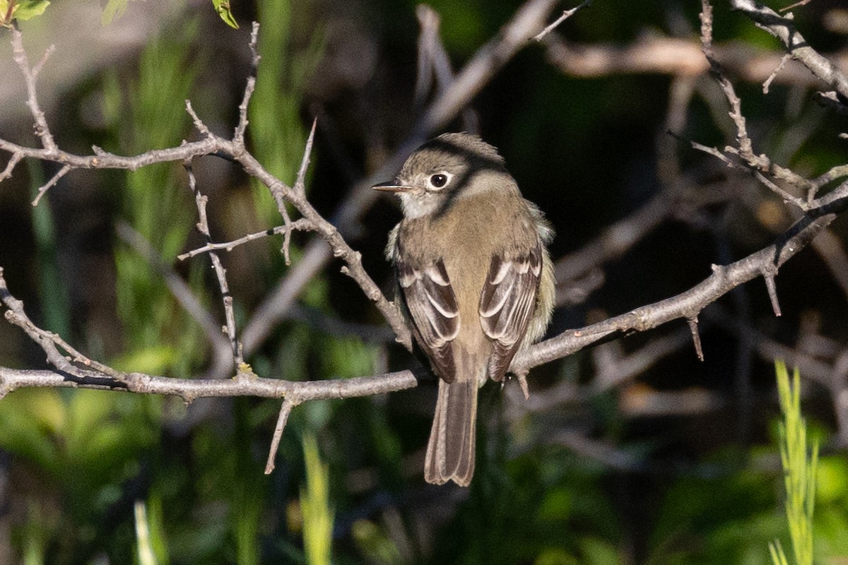 Least Flycatcher - Anonymous