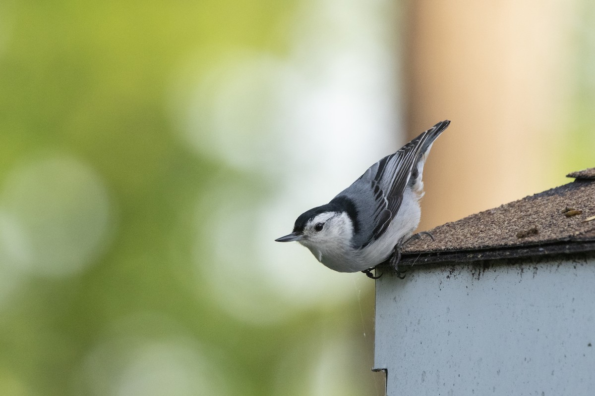 White-breasted Nuthatch - Kyle Nelson