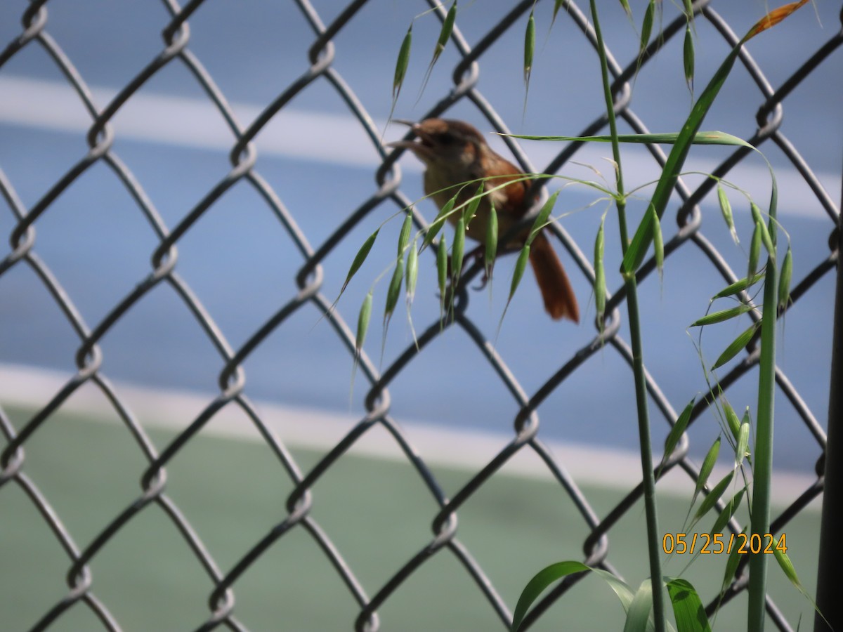 Carolina Wren - Susan Leake