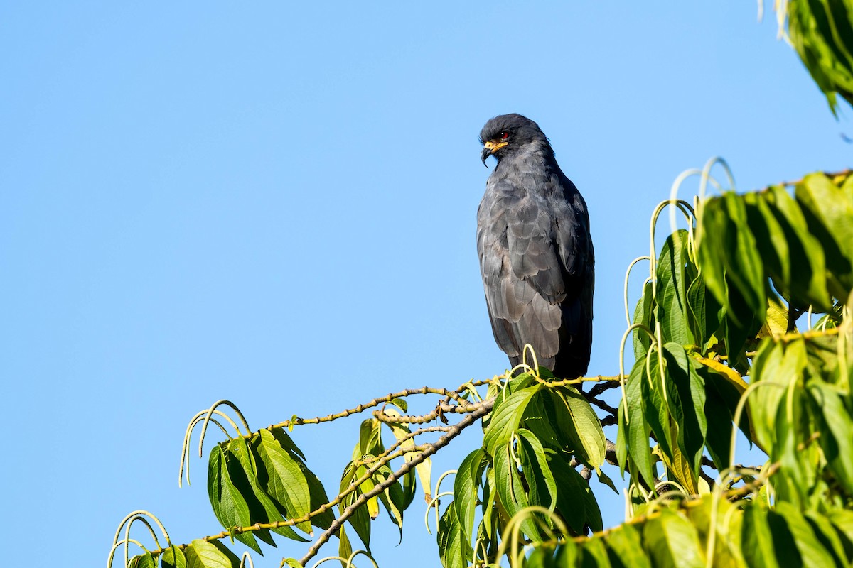 Snail Kite - Fernando Calmon