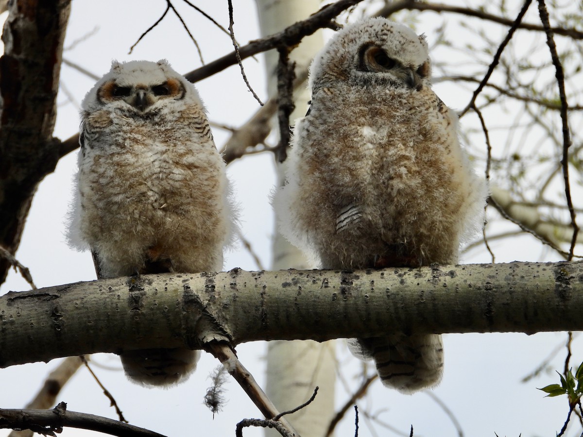 Great Horned Owl - George Halmazna