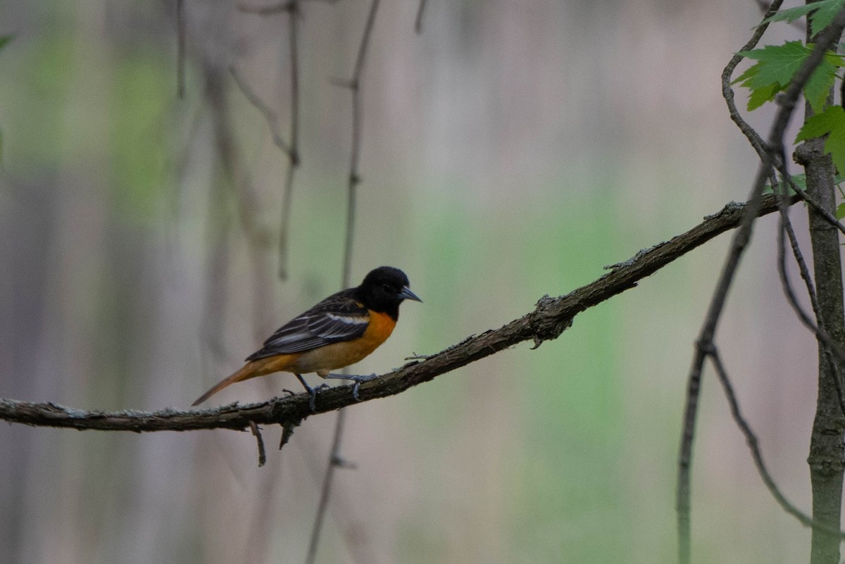 Baltimore Oriole - Andrea Heine