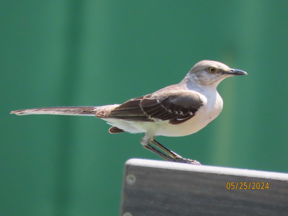 Northern Mockingbird - Susan Leake