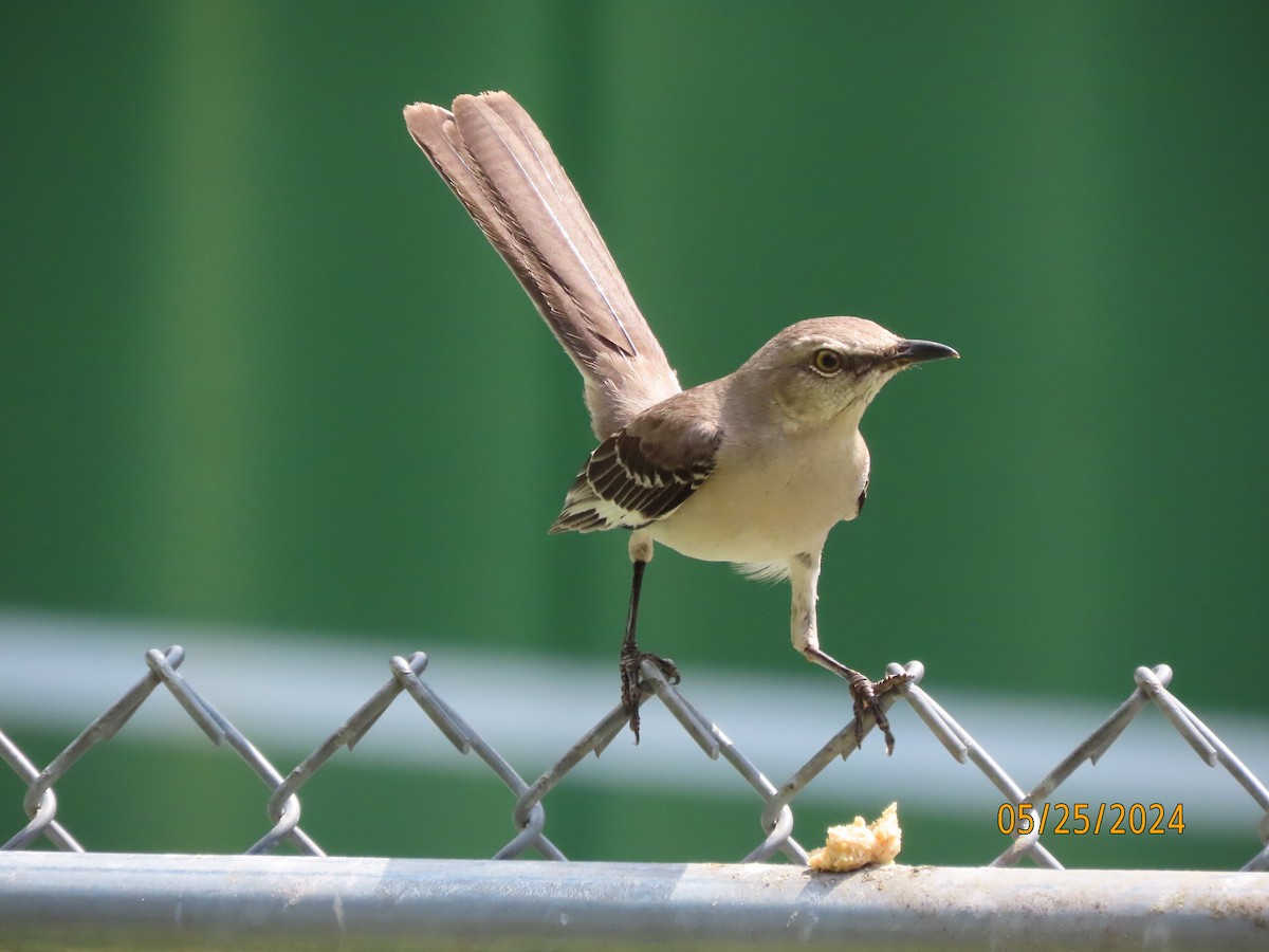 Northern Mockingbird - Susan Leake