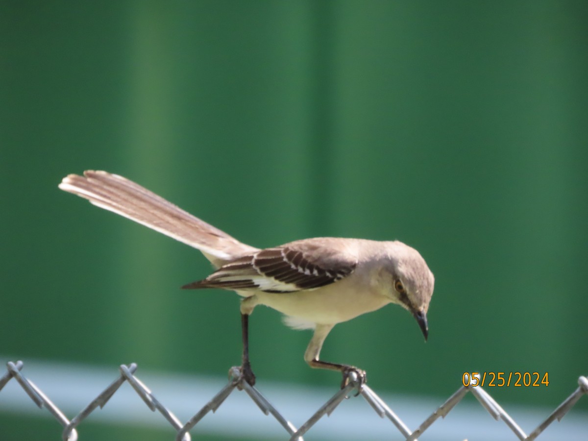 Northern Mockingbird - Susan Leake