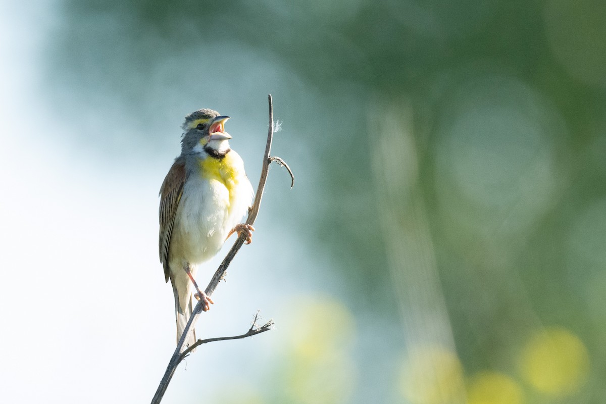 Dickcissel - Keith Bowers