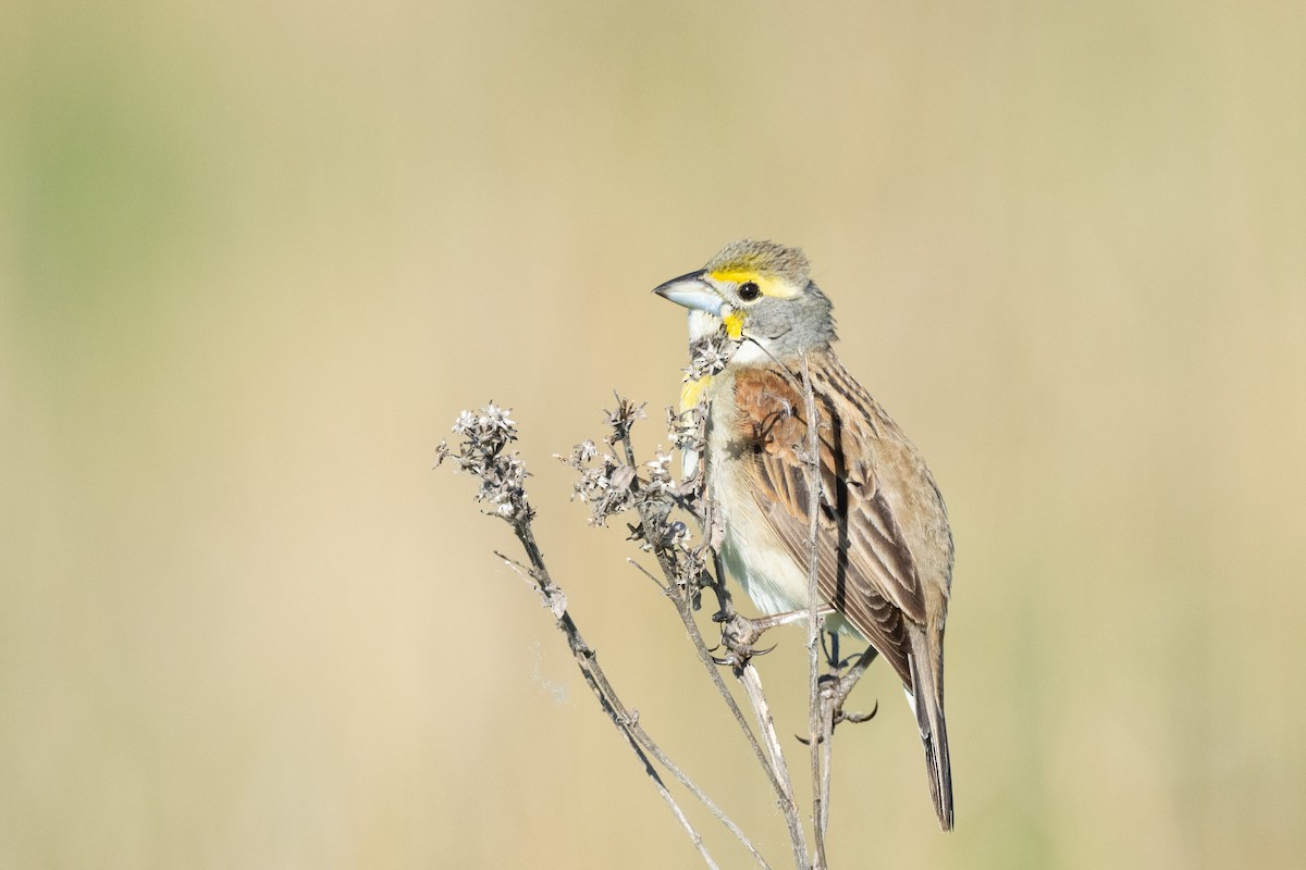 Dickcissel - Keith Bowers