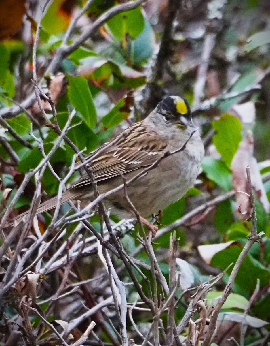 Golden-crowned Sparrow - Dick Cartwright