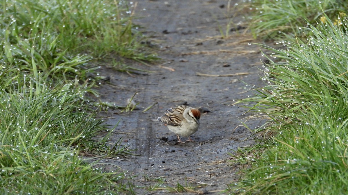 Chipping Sparrow - George Halmazna