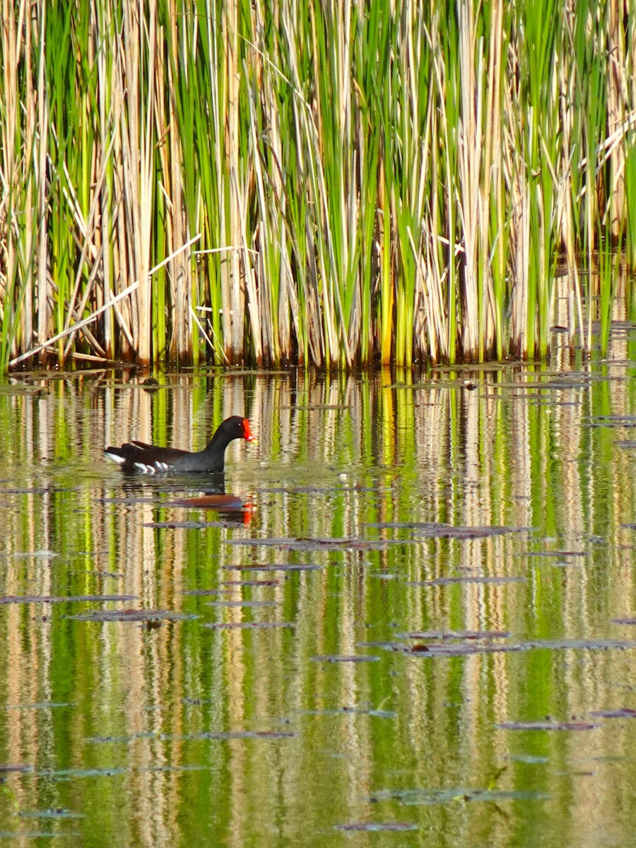 Common Gallinule - ami horowitz