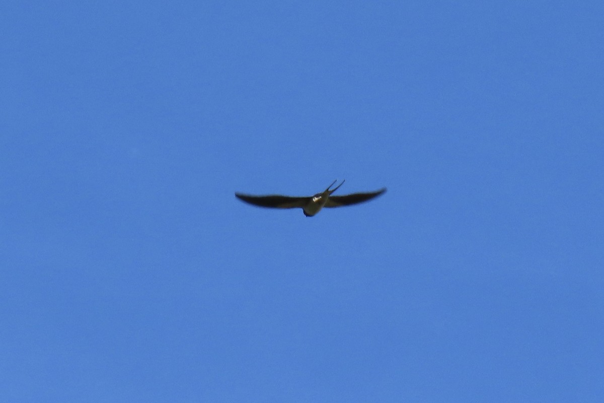 Barn Swallow - Анастасия Алексеева